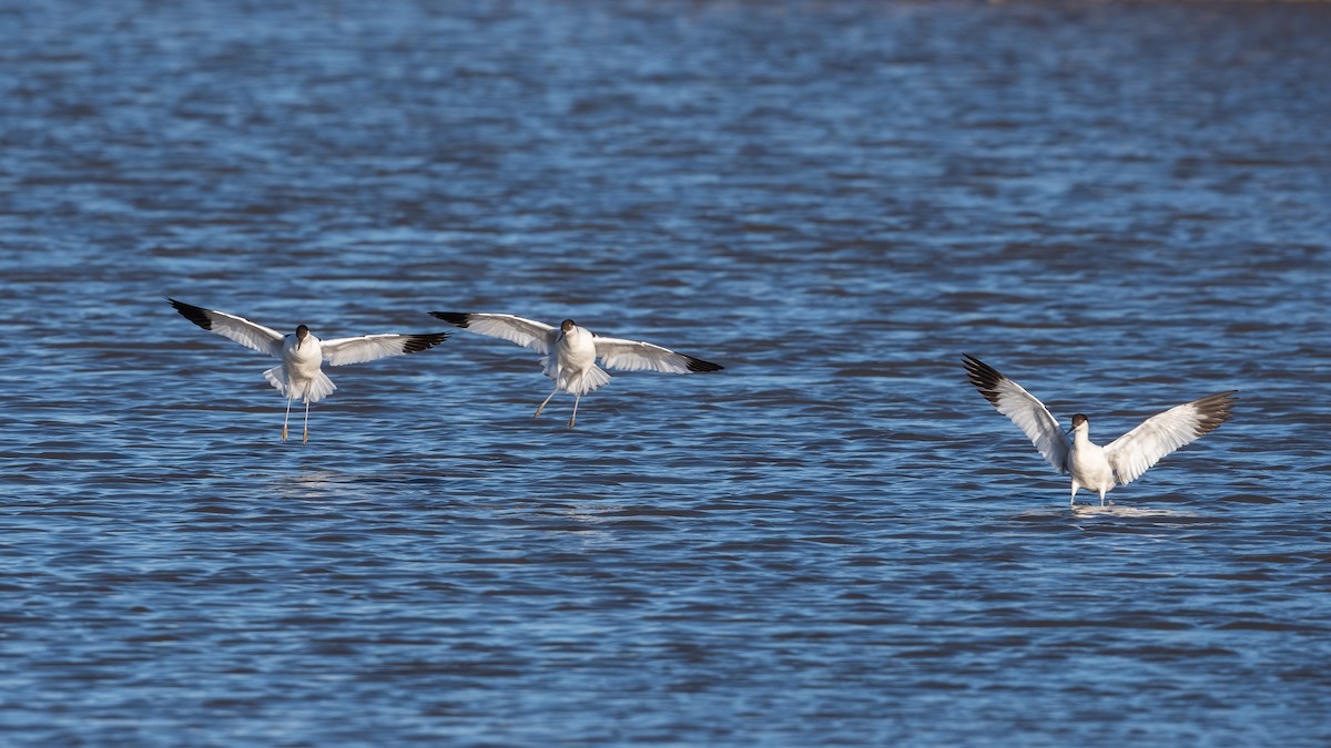 Avoceta Común - ML396451141