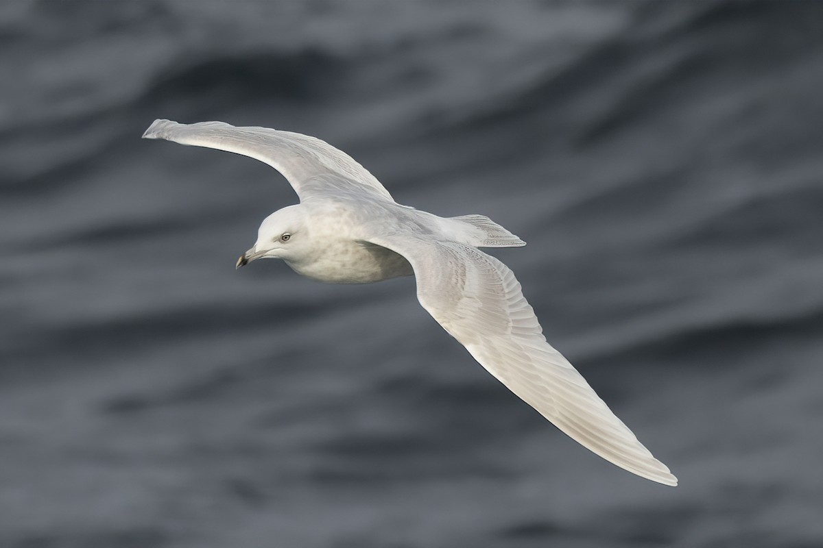 Iceland Gull - Mike  Jones