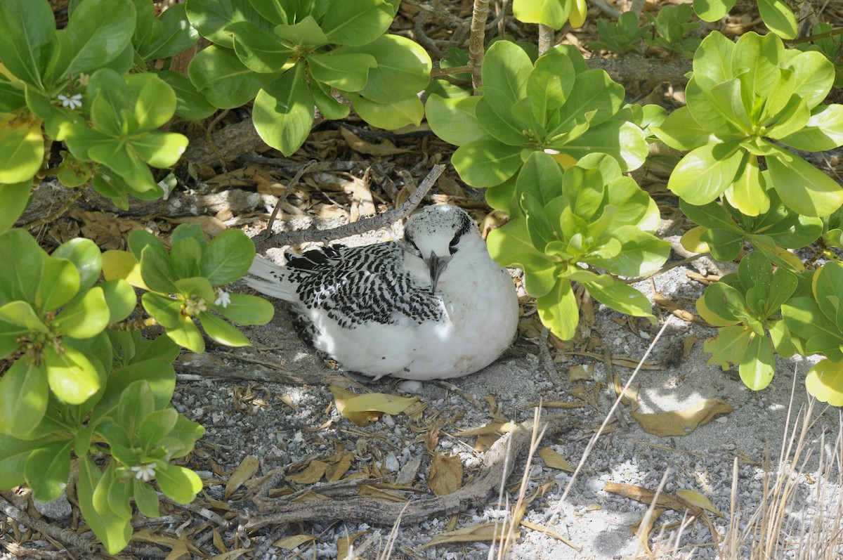 Red-tailed Tropicbird - ML39645271