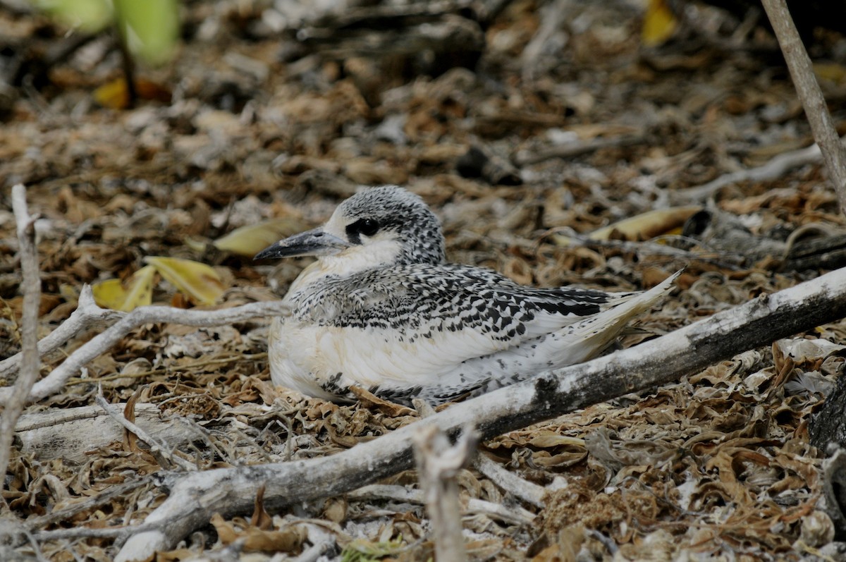 Red-tailed Tropicbird - ML39645281