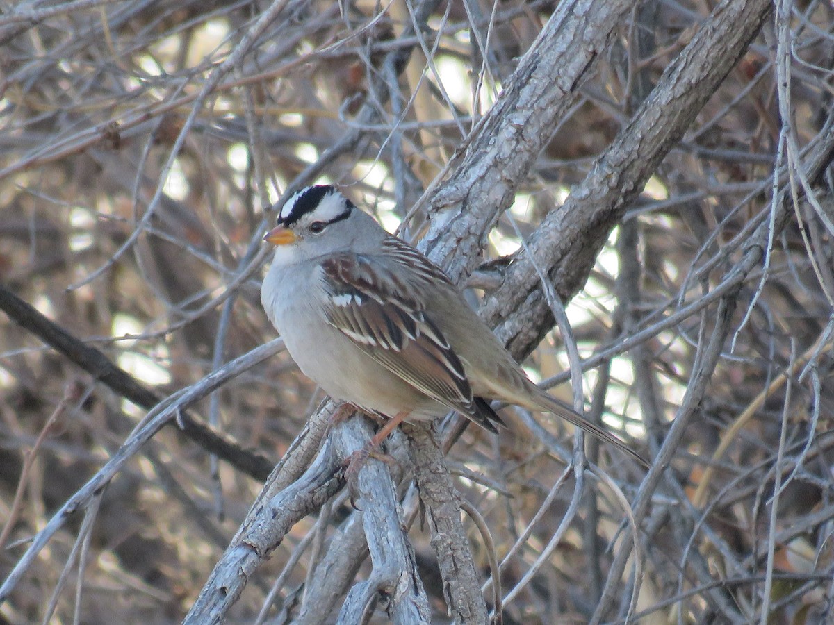 White-crowned Sparrow - ML396454021