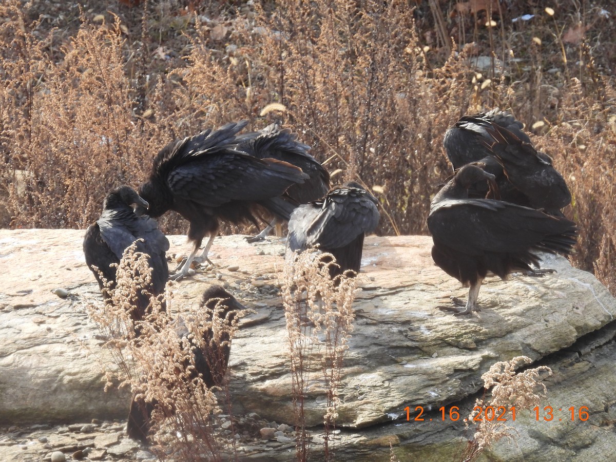 Black Vulture - ML396454491