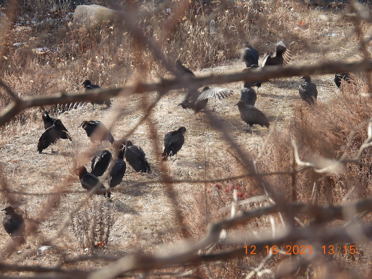 Black Vulture - ML396454521