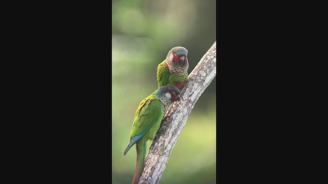 Painted Parakeet (Todd's) - ML396455461