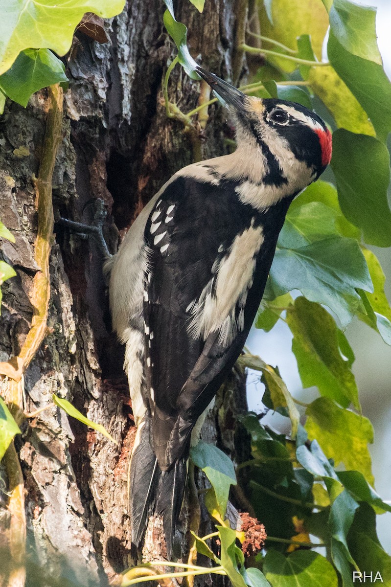 Hairy Woodpecker - ML396455571