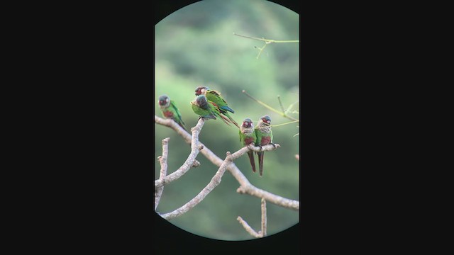 Painted Parakeet (Todd's) - ML396456061