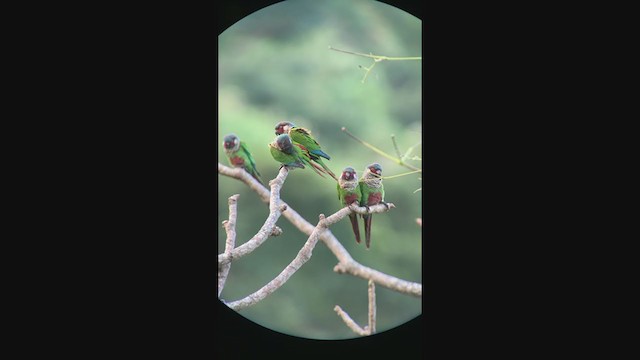 regnbueparakitt (caeruleiceps) (blåkroneparakitt) - ML396456061