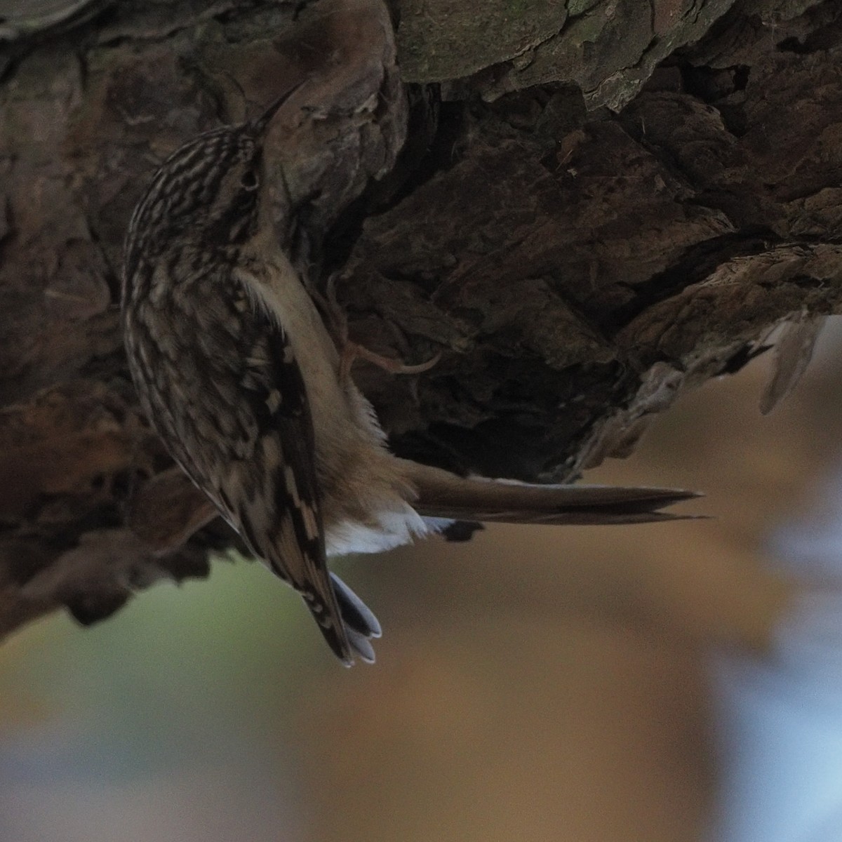 Brown Creeper - ML396456411