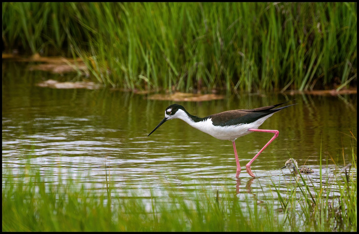 Black-necked Stilt - Jim Emery