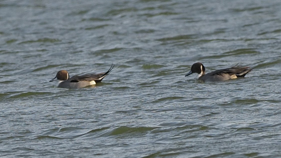 Northern Pintail - ML396457461