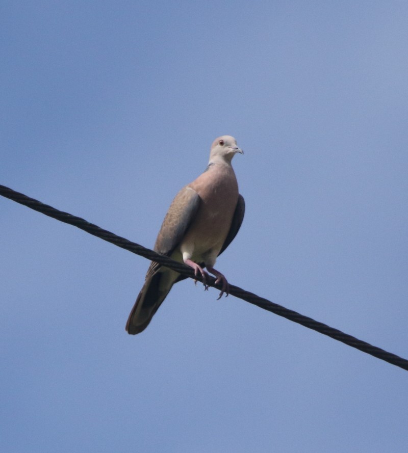 Philippine Collared-Dove - ML39645811