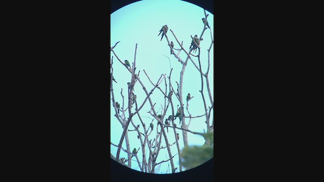 regnbueparakitt (caeruleiceps) (blåkroneparakitt) - ML396458231