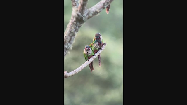 Painted Parakeet (Todd's) - ML396458911