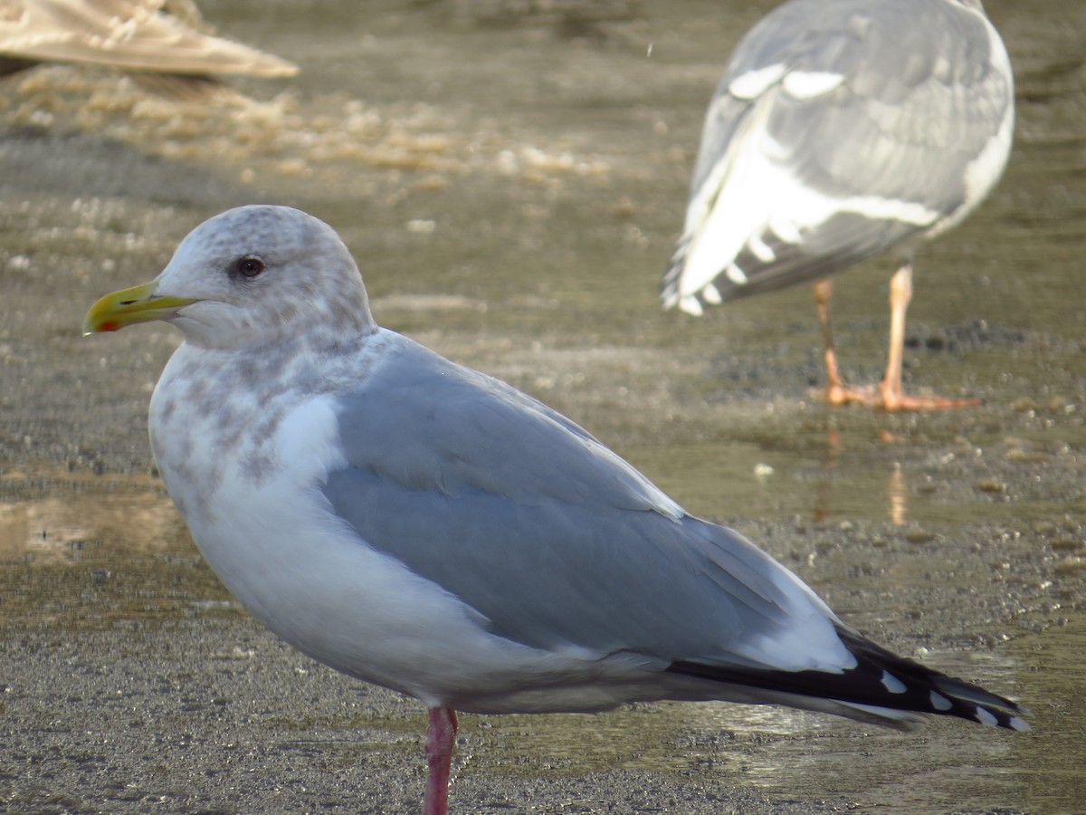 Gaviota Groenlandesa (thayeri) - ML396459571