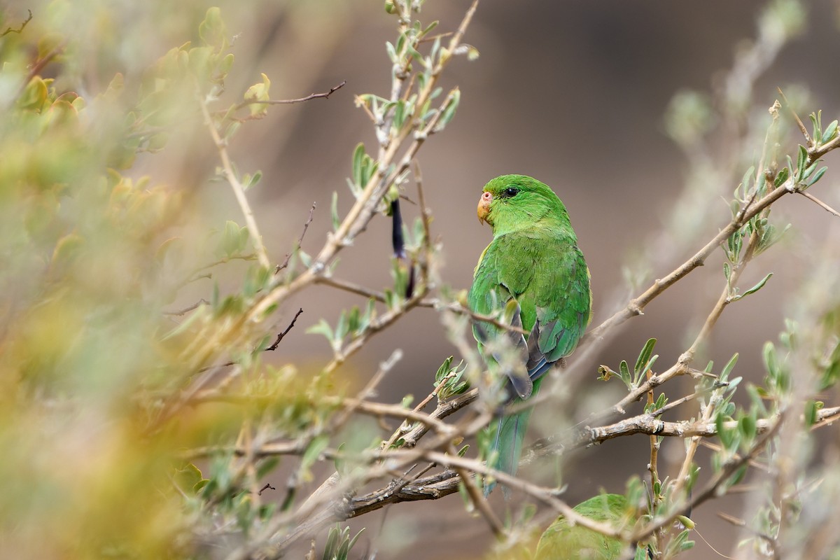 Mountain Parakeet - Luis Salazar Vargas ☢️