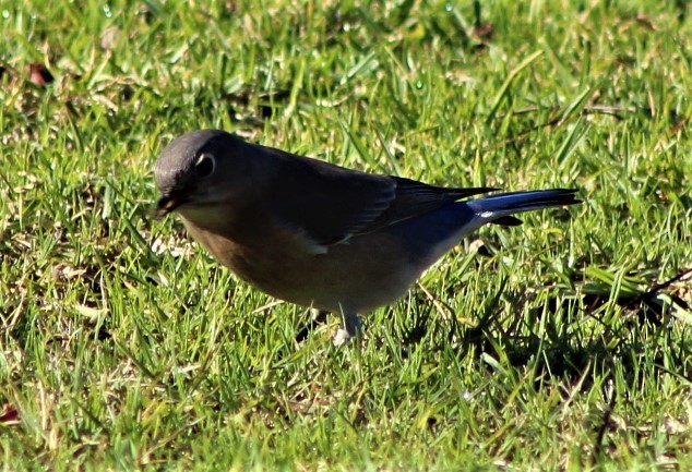 Western Bluebird - ML396460581