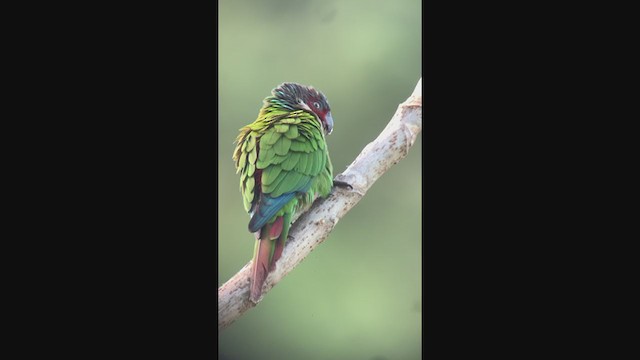 Painted Parakeet (Todd's) - ML396461031