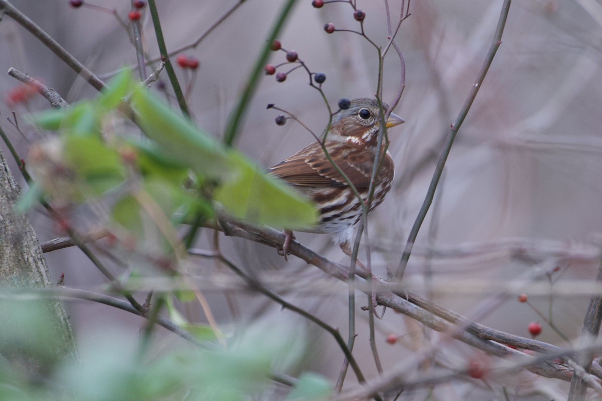 Fox Sparrow - ML396461391