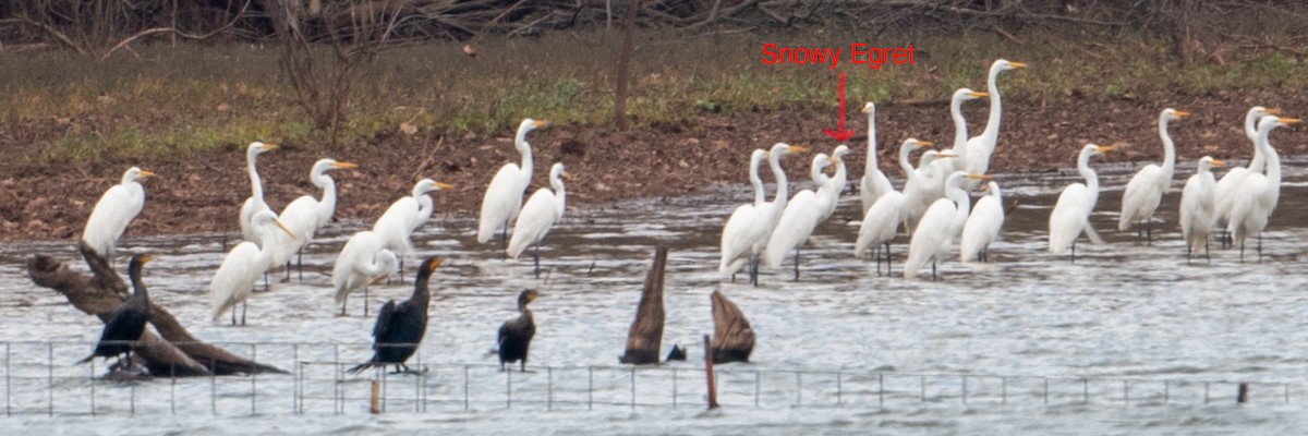 Snowy Egret - ML396462791