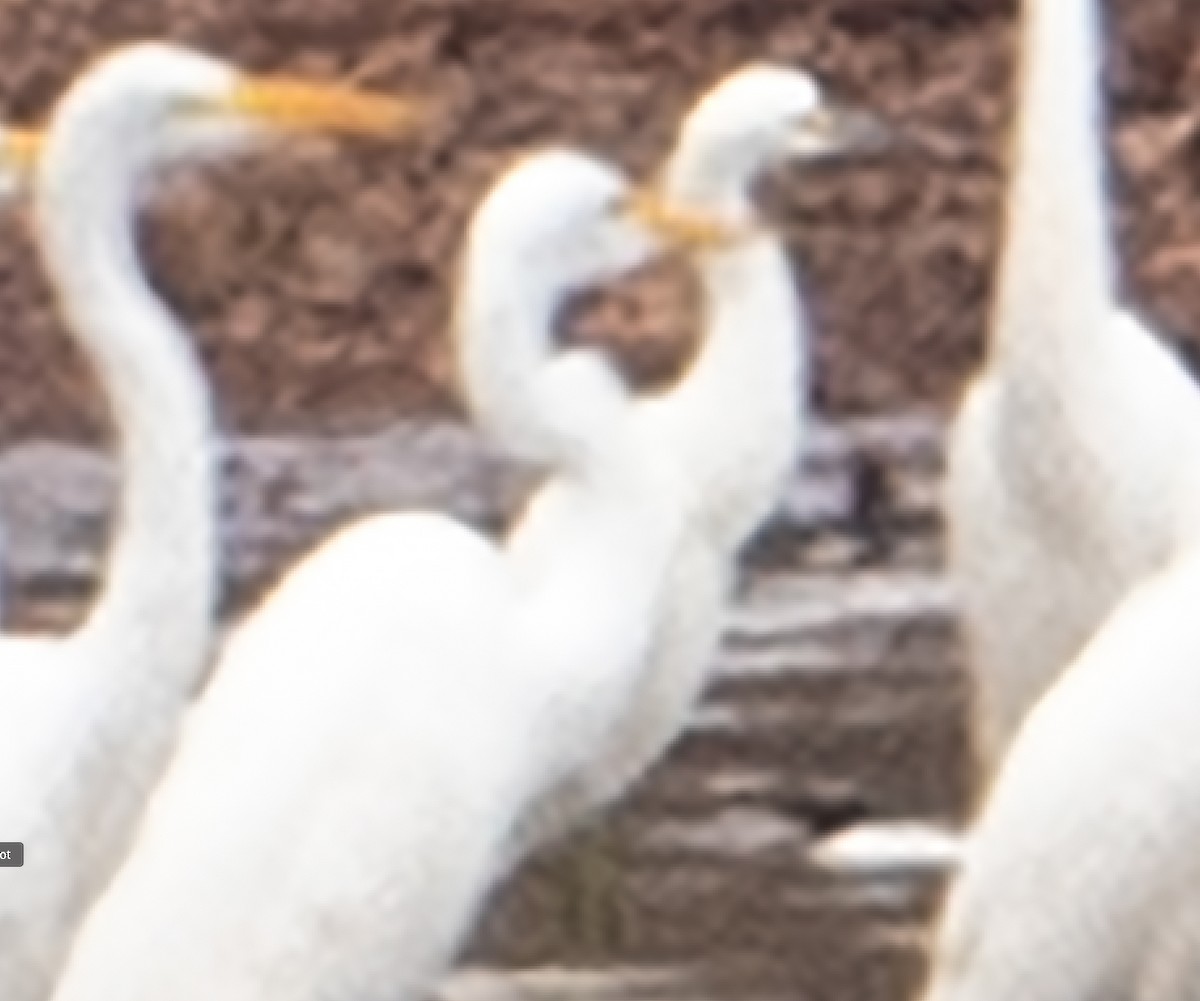 Snowy Egret - Charles Mills