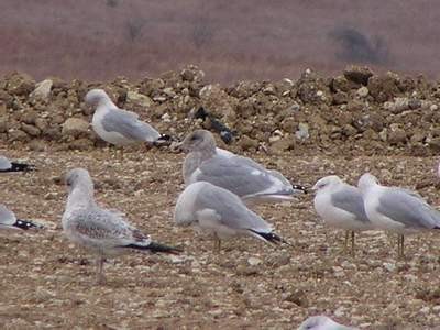 Glaucous-winged Gull - ML396463051