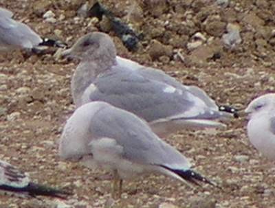 Glaucous-winged Gull - ML396463071