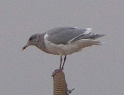 Glaucous-winged Gull - ML396463101