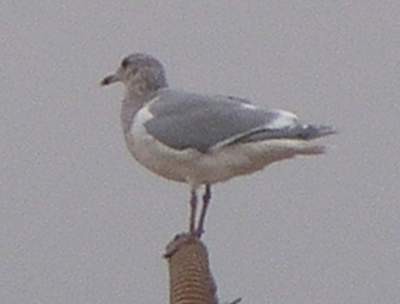 Glaucous-winged Gull - ML396463131