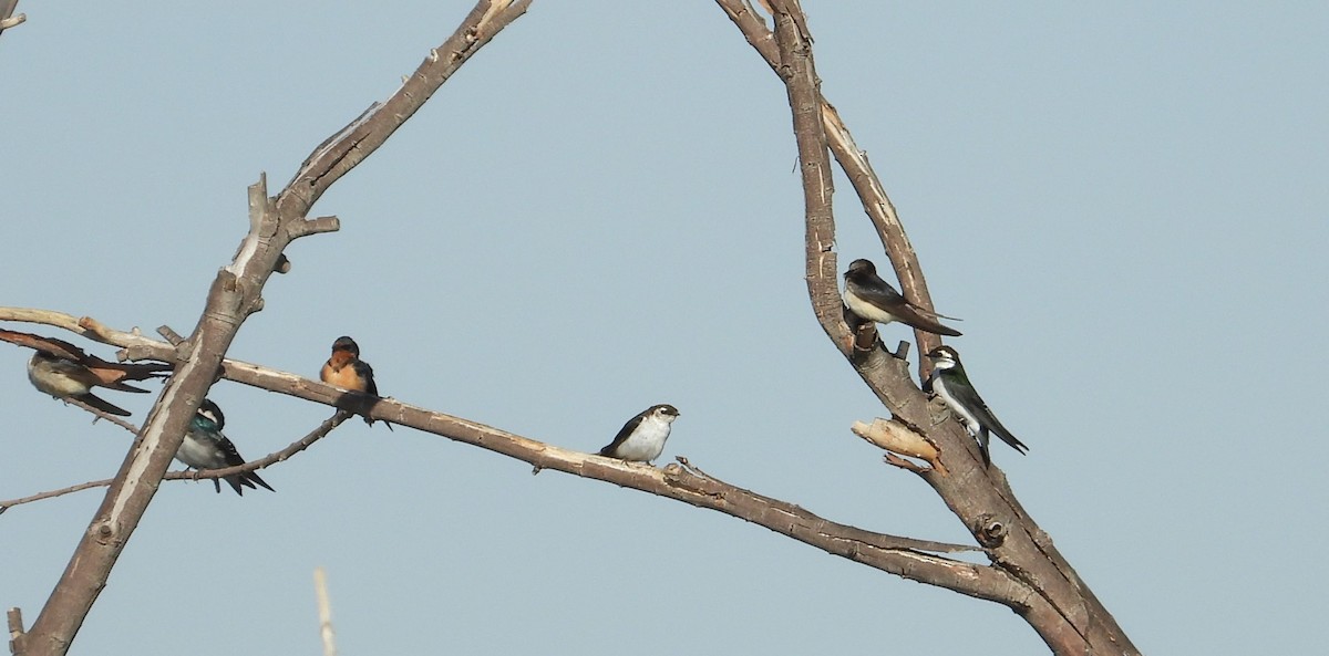 Golondrina Verdemar - ML396463651