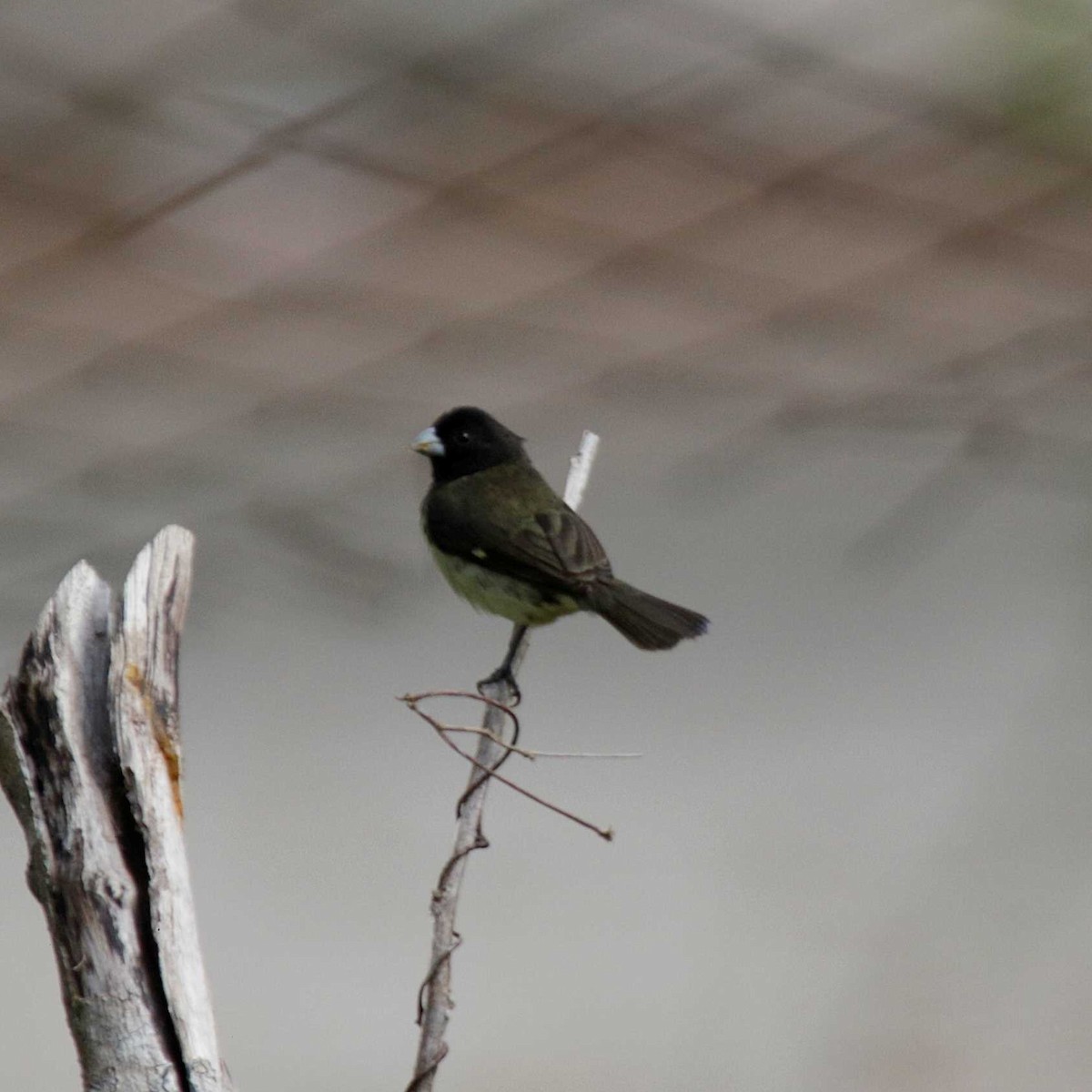 Yellow-bellied Seedeater - ML396464411