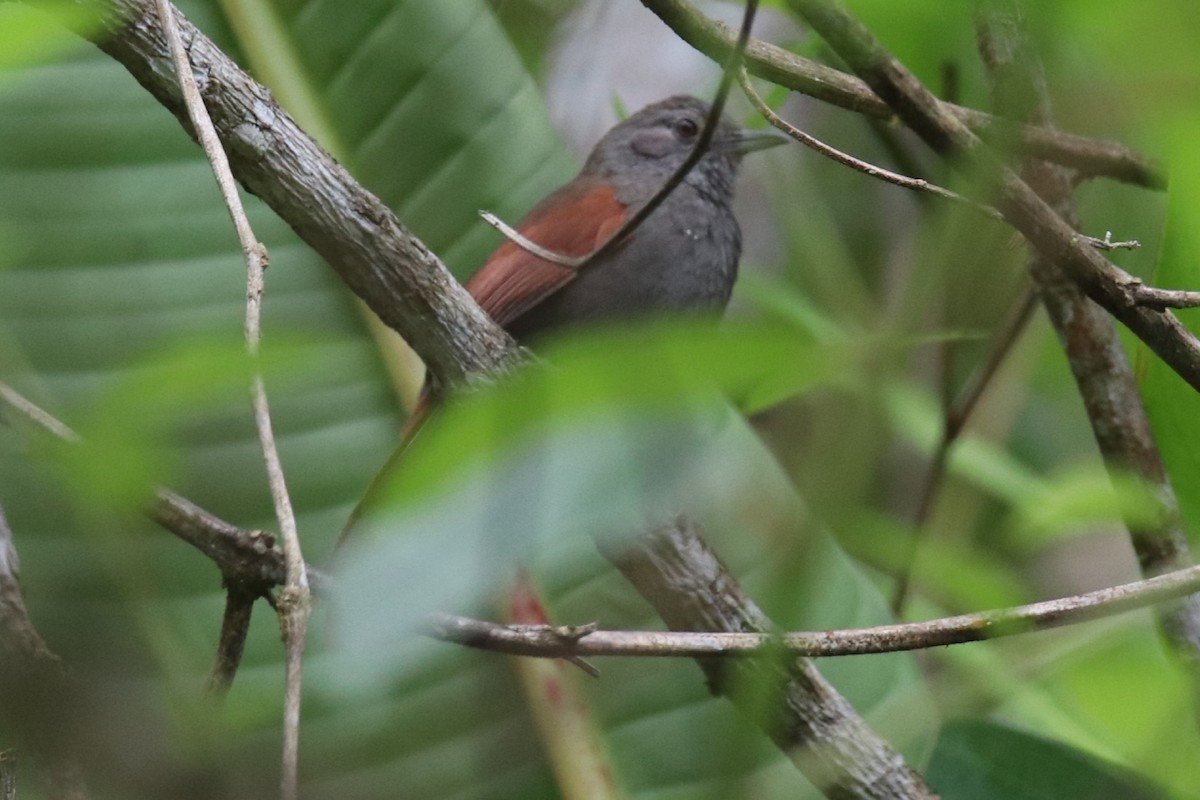 Marañon Spinetail - ML396464481