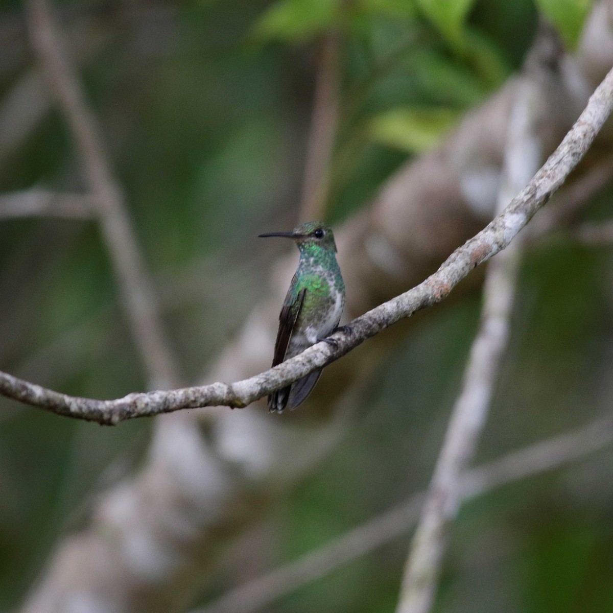 Glittering-throated Emerald - ML396464491