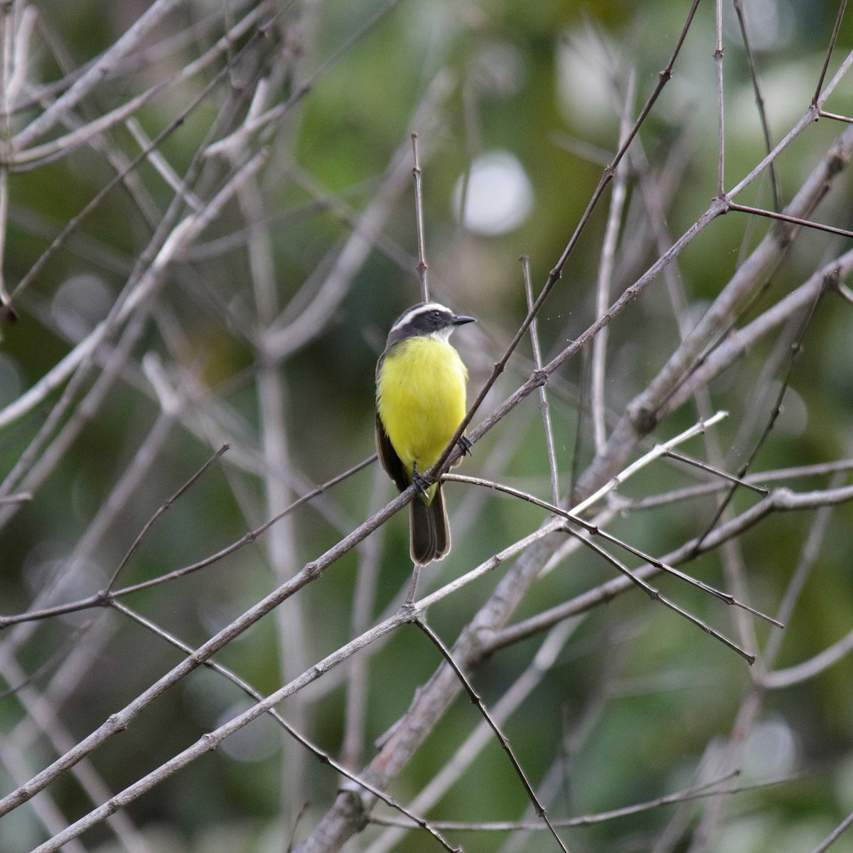 Rusty-margined Flycatcher - José Dionísio JDionísio