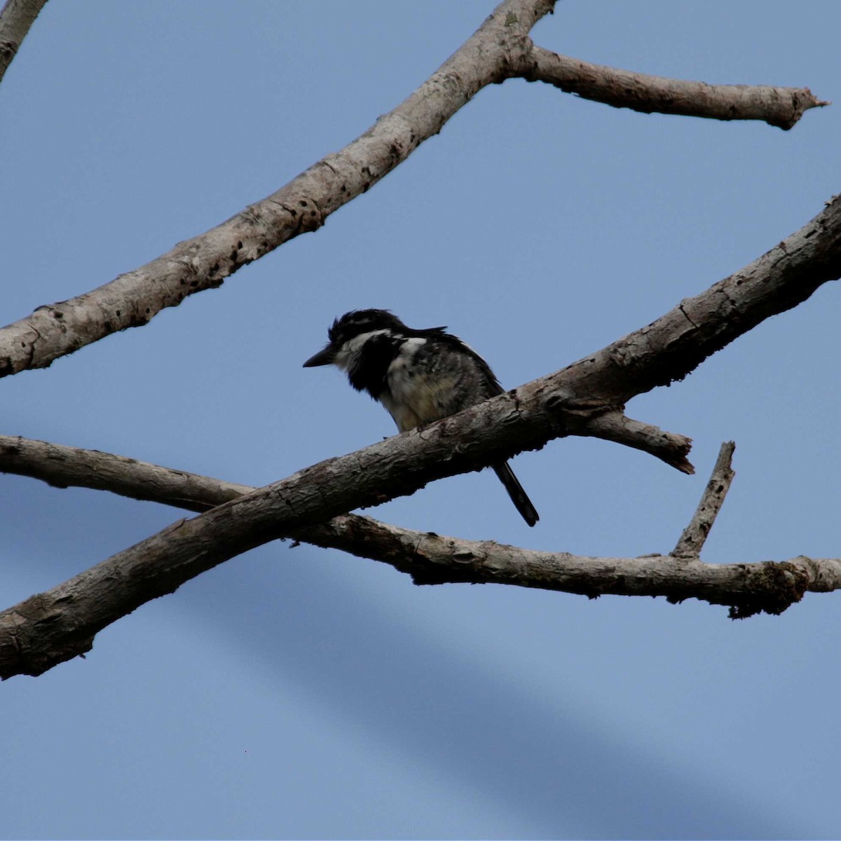 Pied Puffbird - José Dionísio JDionísio