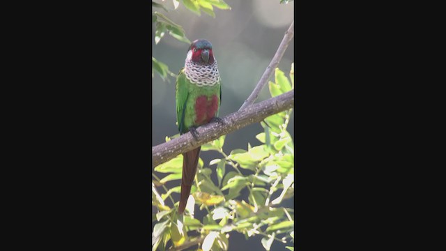 Painted Parakeet (Todd's) - ML396464691