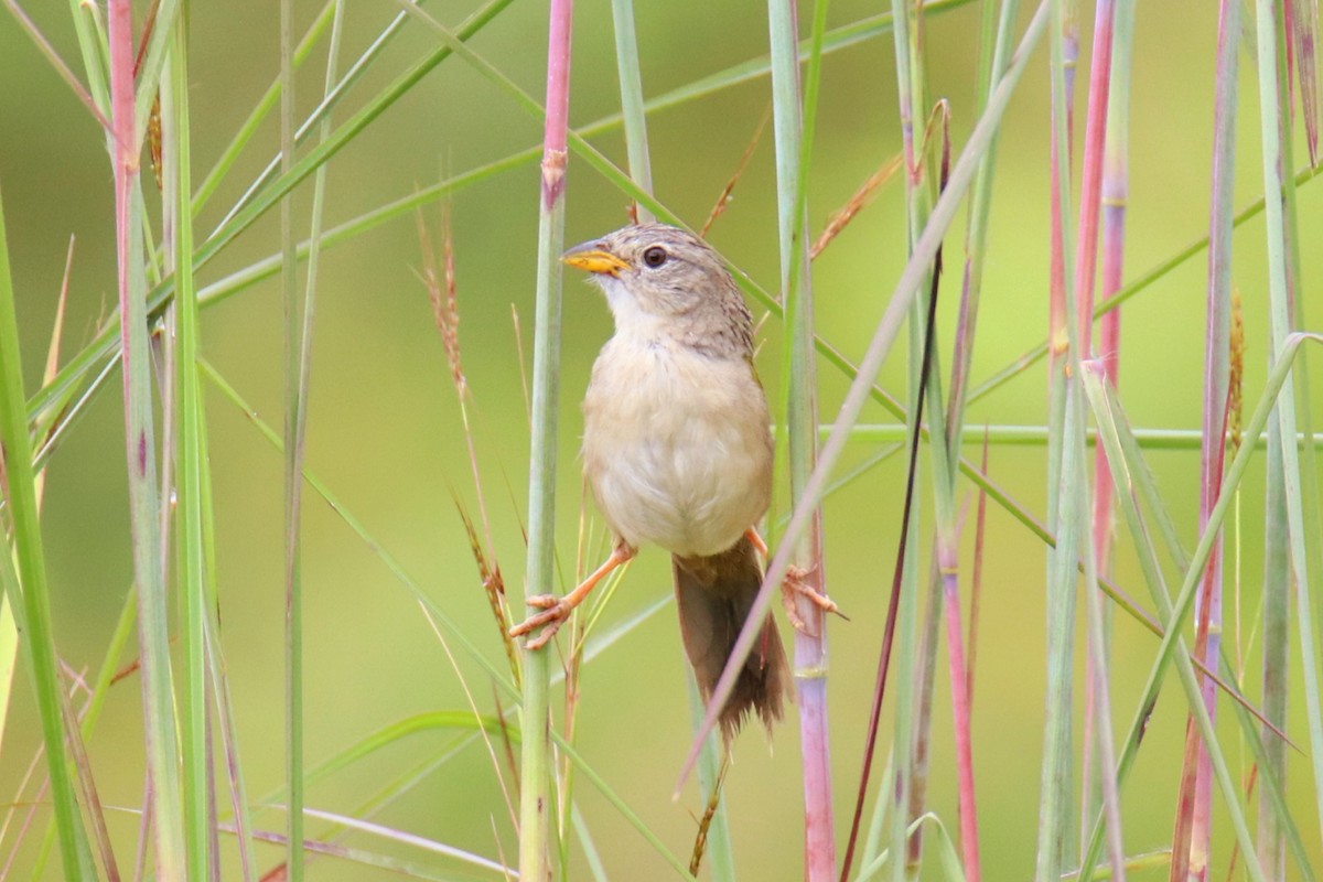 Wedge-tailed Grass-Finch - ML396464721