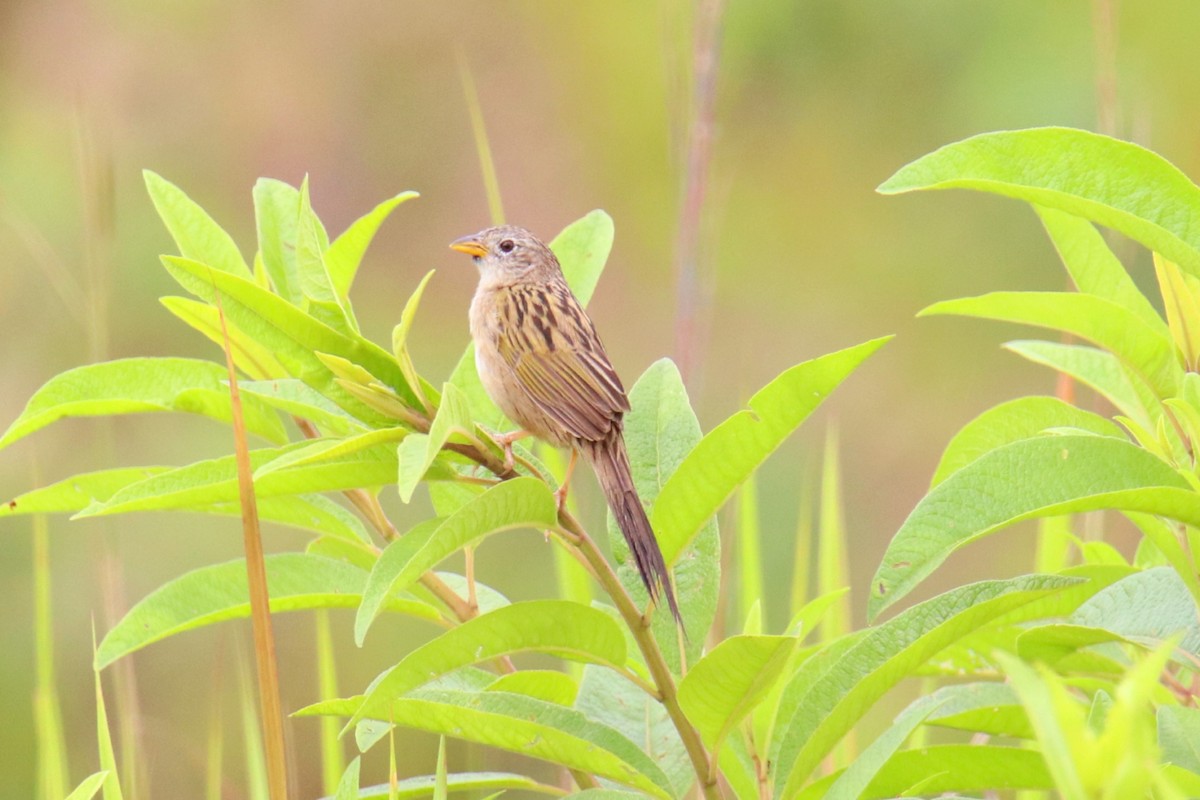 Wedge-tailed Grass-Finch - ML396464741