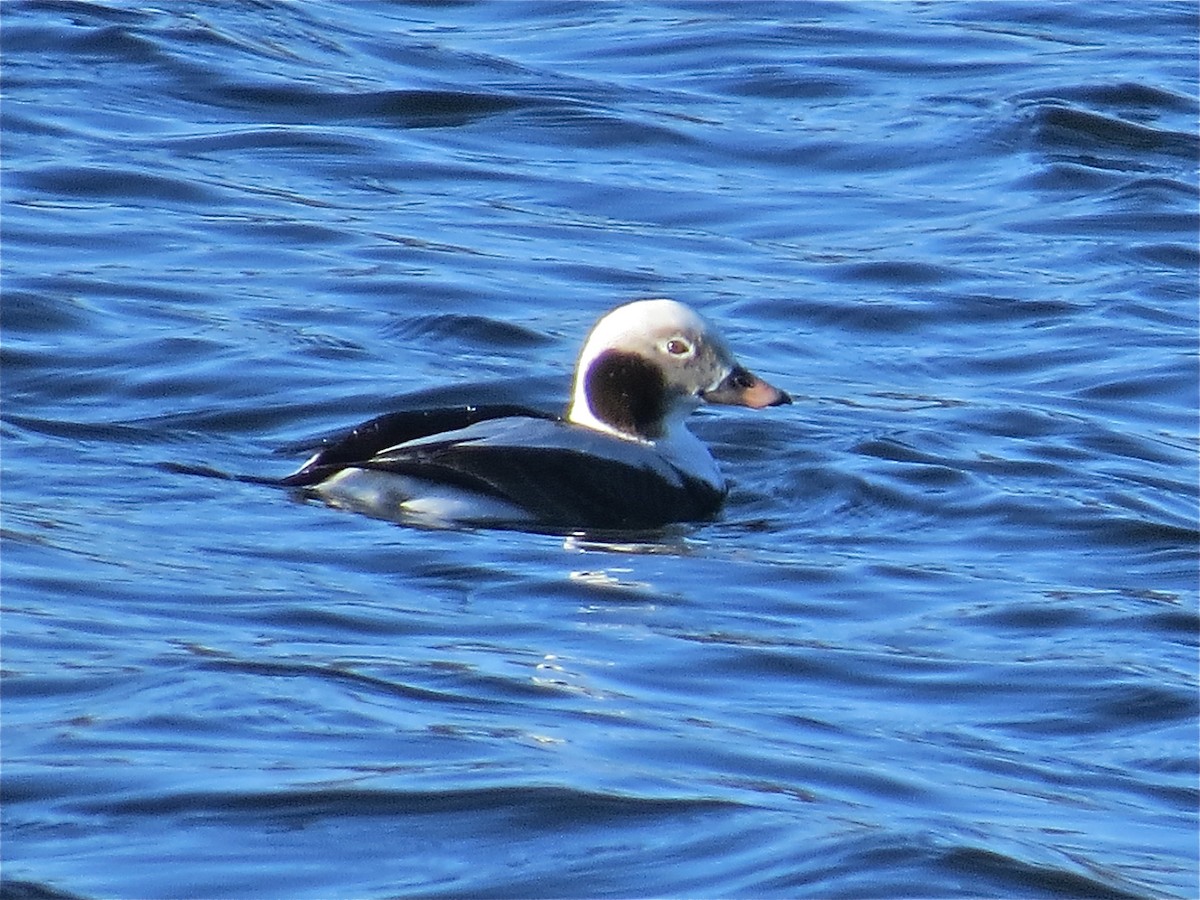 Long-tailed Duck - ML39646581