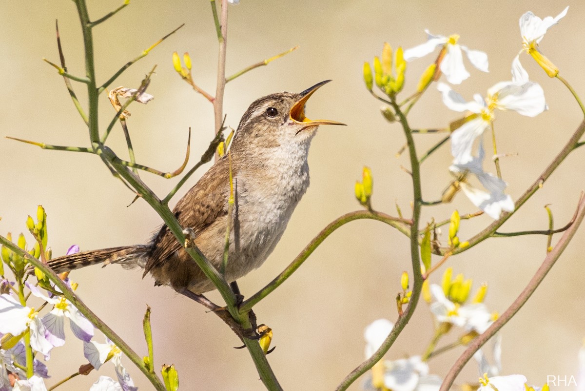 Marsh Wren - ML396466871