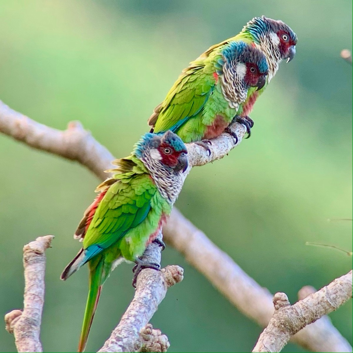 アカオウロコインコ（caeruleiceps） - ML396468281