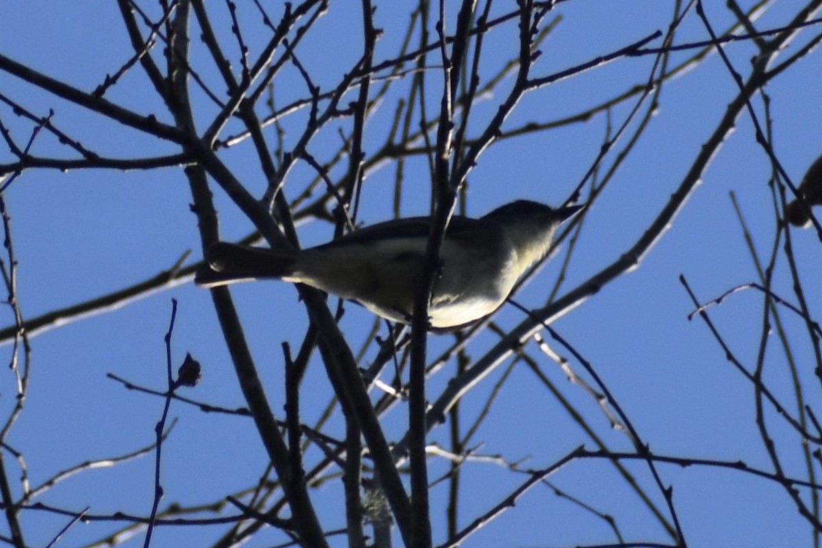 bird sp. - ML396469551