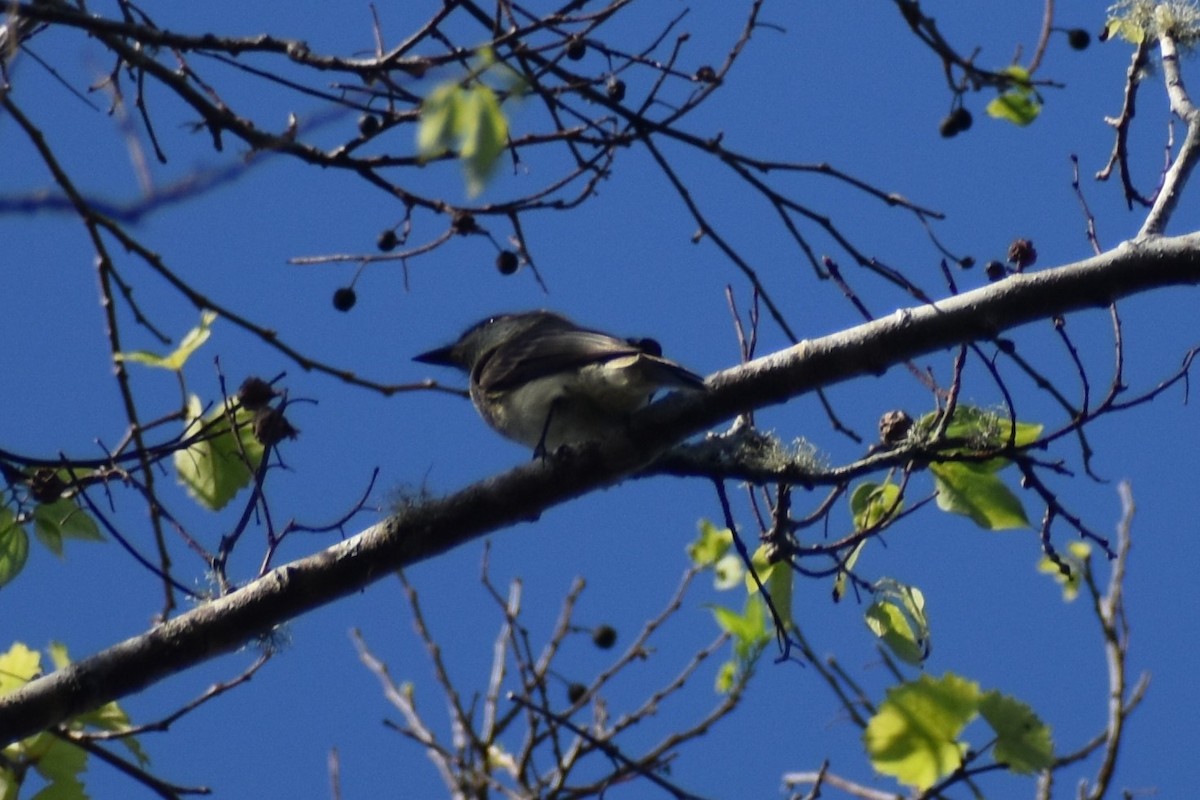 bird sp. - ML396469561