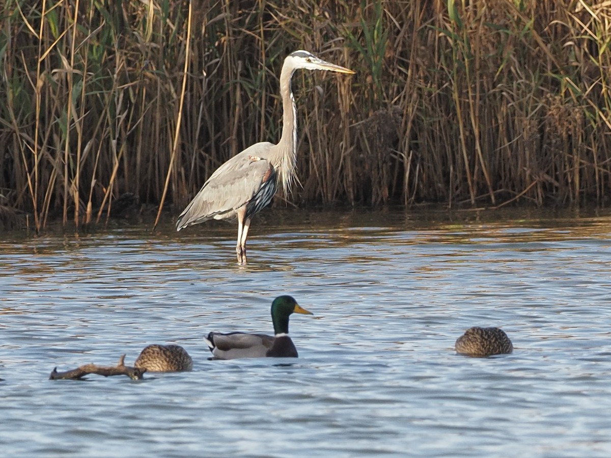 Great Blue Heron - ML396469681