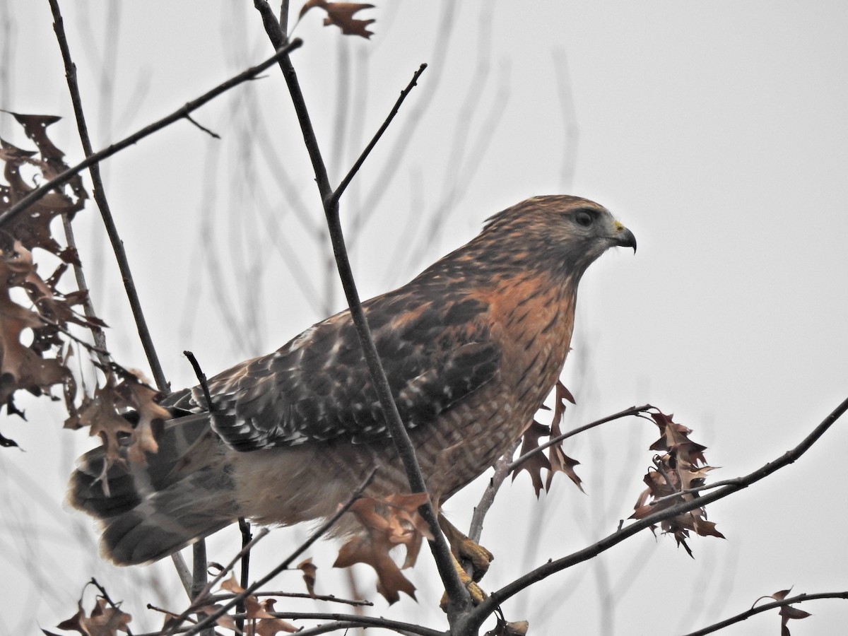 Red-shouldered Hawk - ML396471281