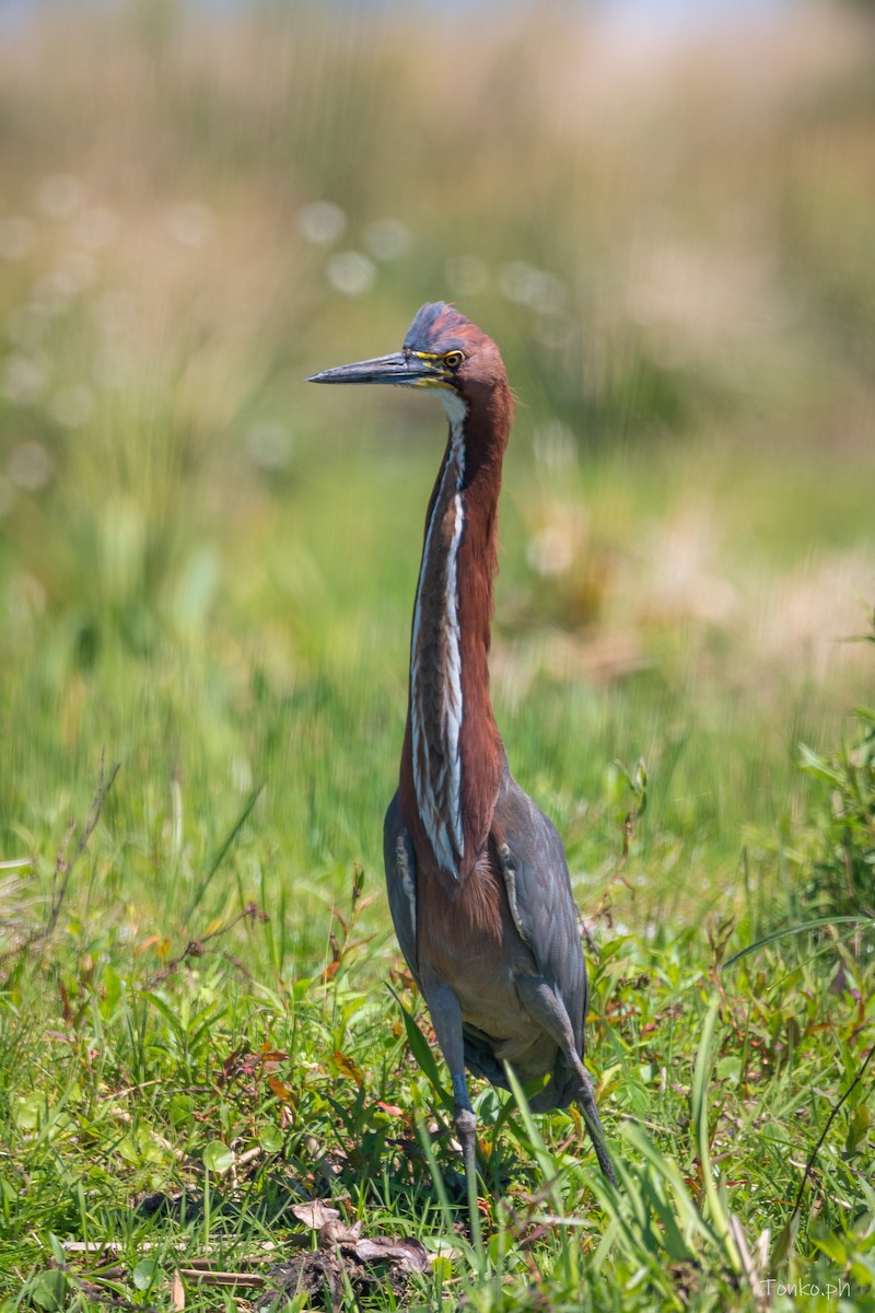 Rufescent Tiger-Heron - Carlos Maure