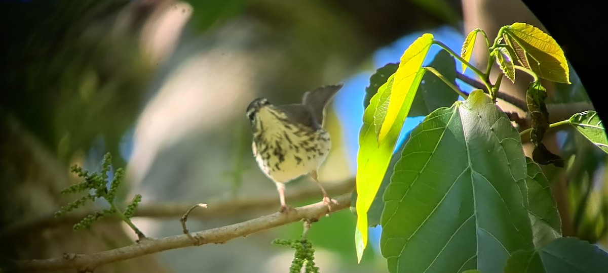 Louisiana Waterthrush - ML396473431