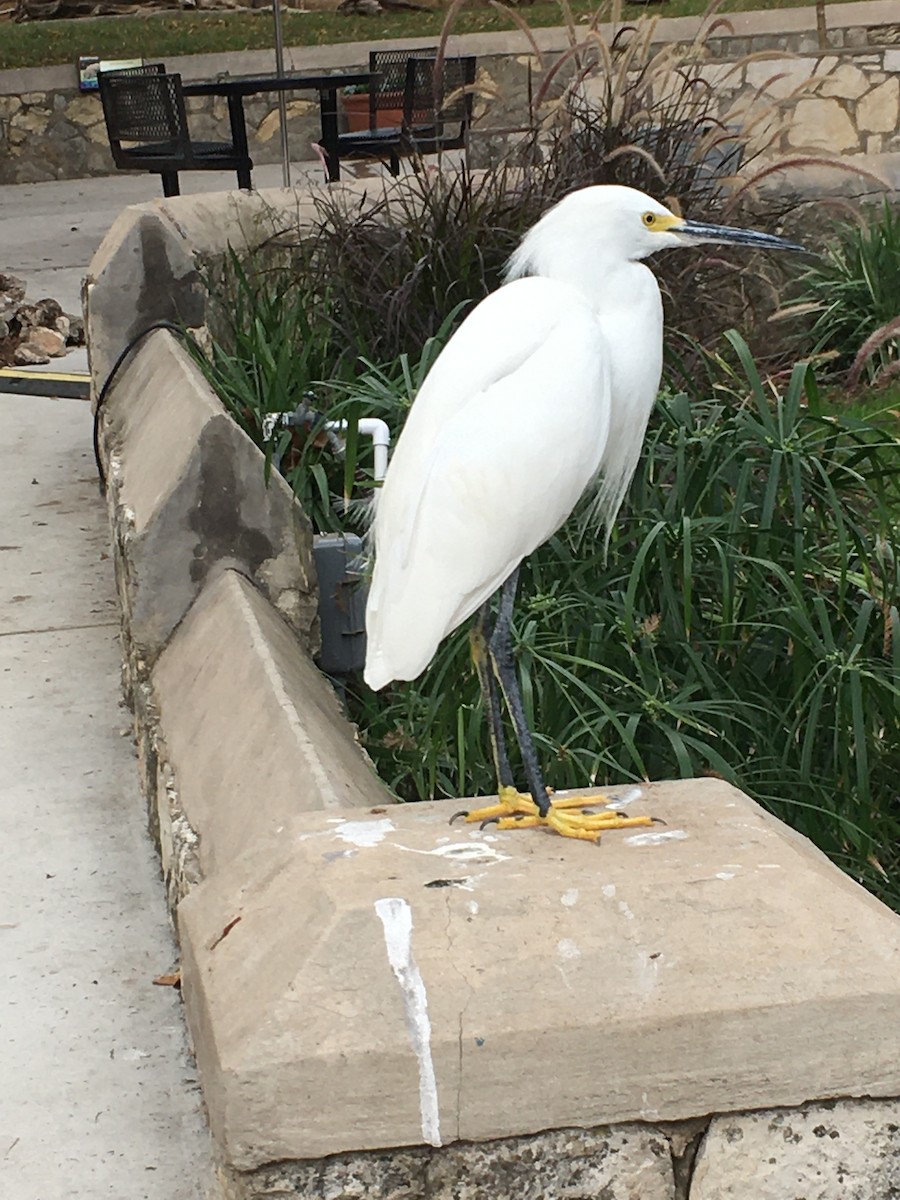 Snowy Egret - ML396474711