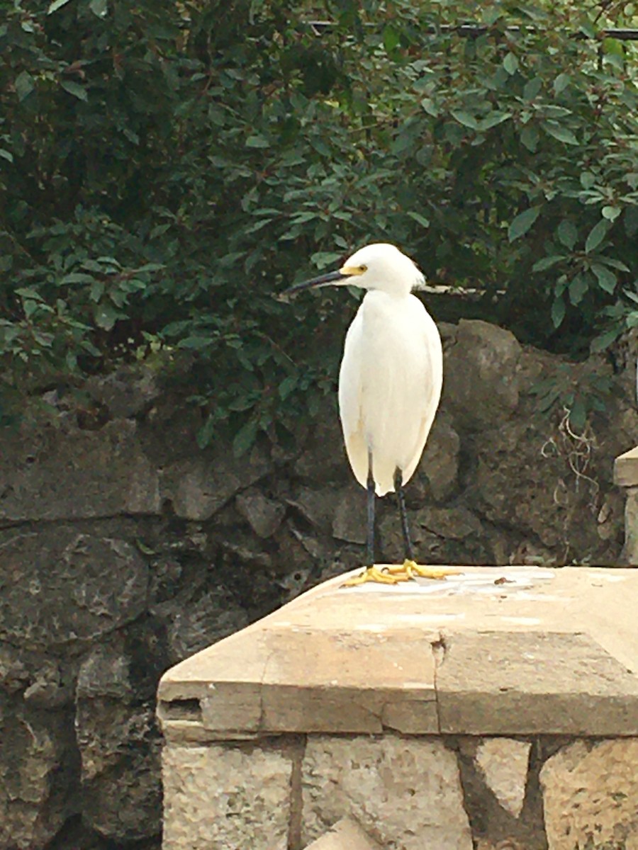 Snowy Egret - Noah Farrell