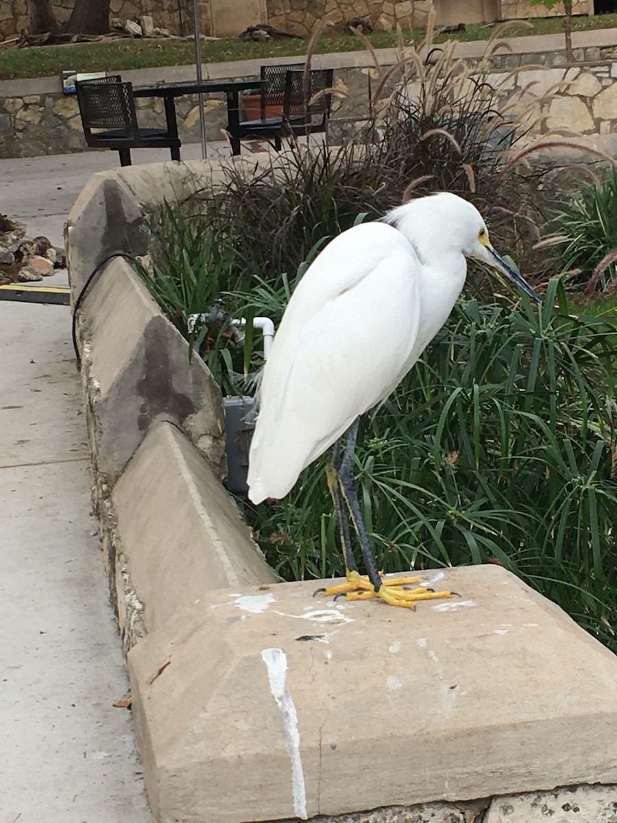 Snowy Egret - ML396474731