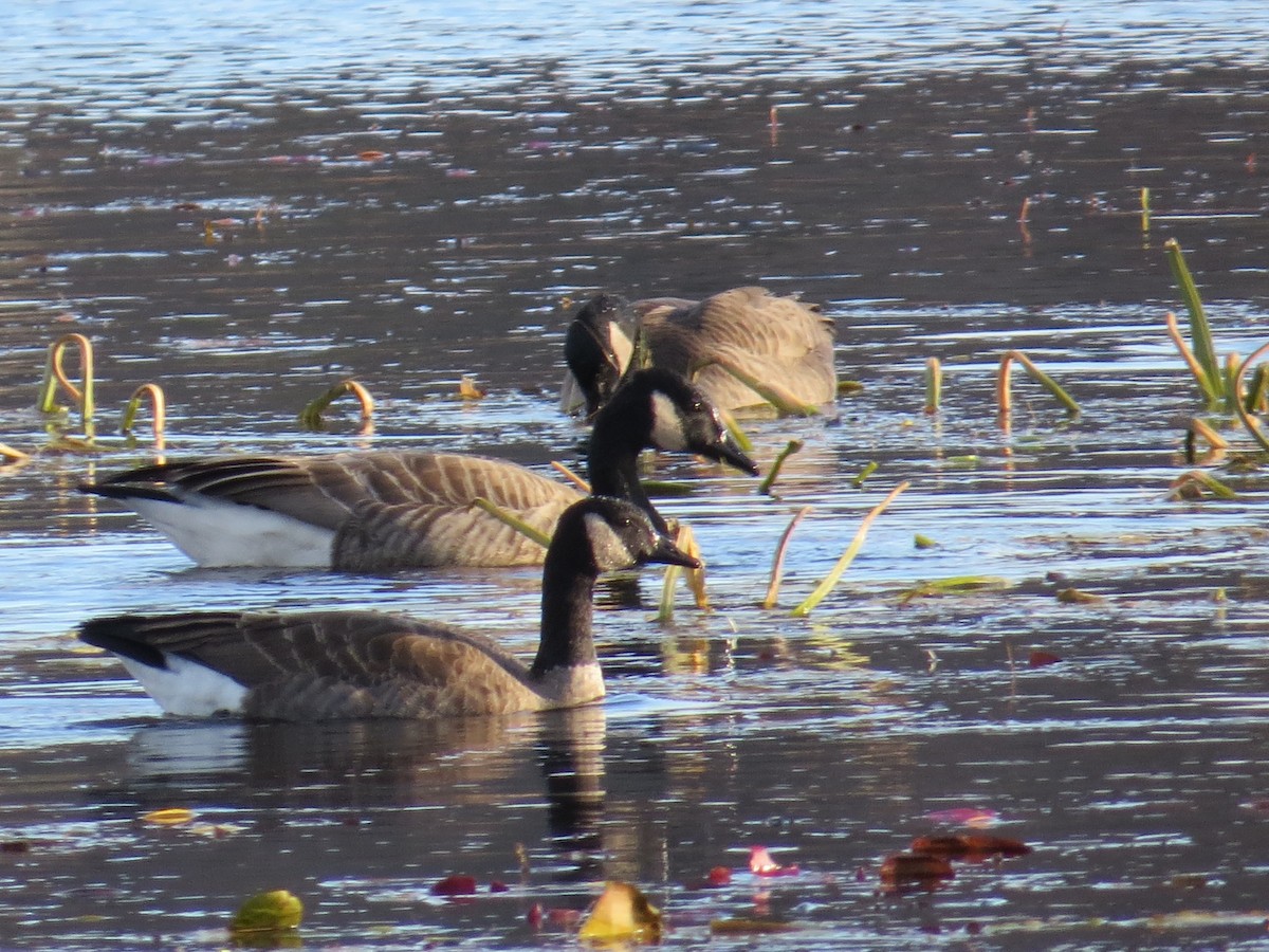 Canada Goose - ML39647501